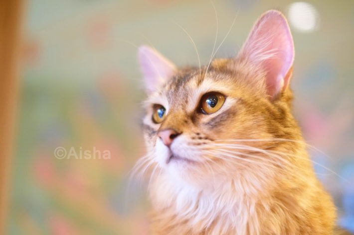 単焦点レンズを使うと、焦点が合っているところはシャープになり、背景のボケがいい感じに