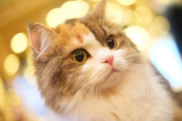 猫ちゃんに近づいてじっくり撮れるのも、猫カフェならでは