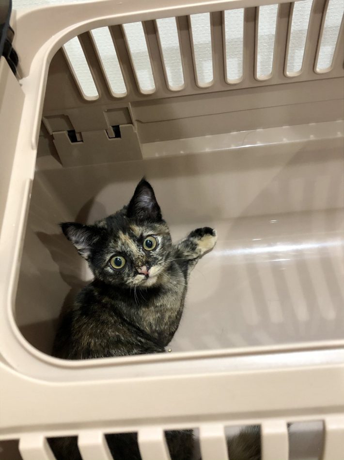 おうちにやってきたころのミィちゃん