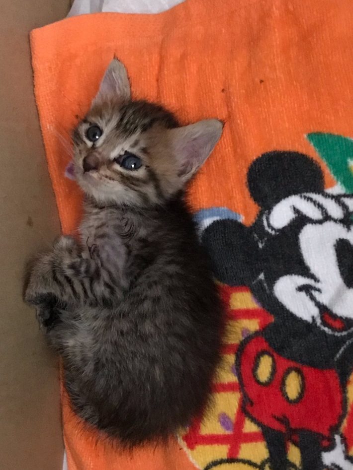 保護当時のジェリーちゃん