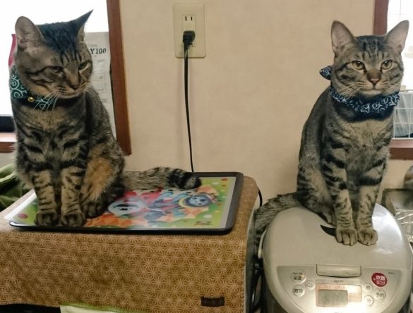 KINGIN9319さん宅のKINくん（右）とGINくん（左）