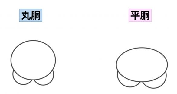 丸胴と平胴の違い