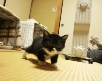 子猫時代のもんた