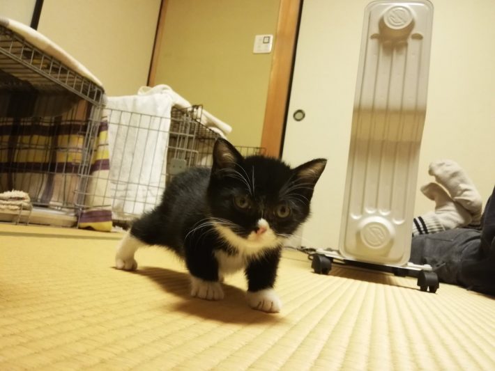 子猫時代のもんた