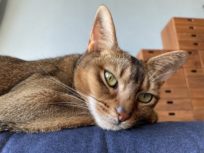 アビシニアンのエルドレッド（6歳♀）