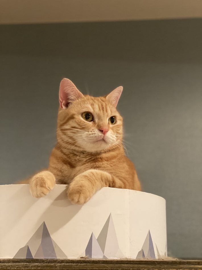 アメリカンショートヘアのミコライオ（6歳♀）