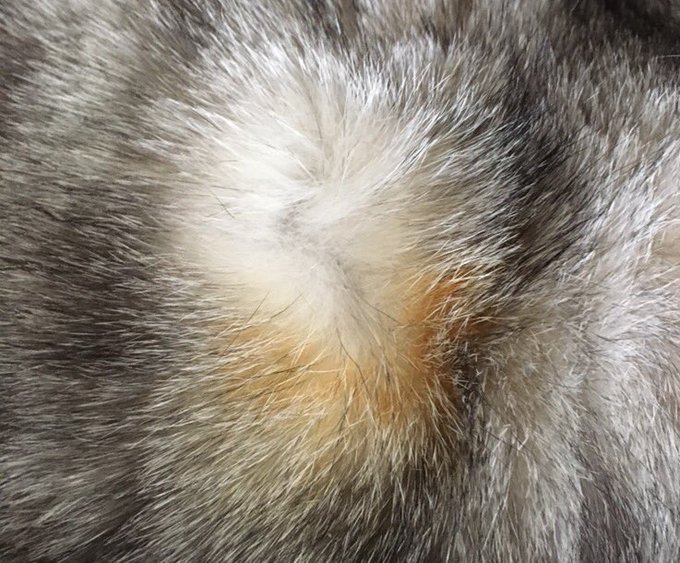 かき分けてみたら焦げたのは表面だけでホっとしたとのこと（画像：eiru4さんツイートより）