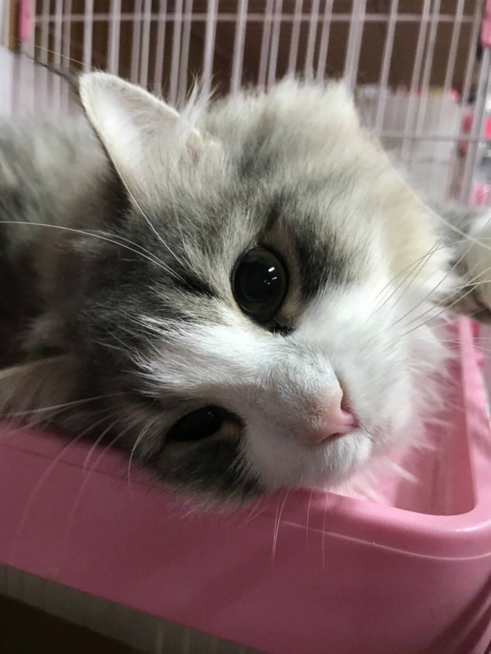 繁殖現場から引退したノルウェージャンフォレストキャットのむーちゃん