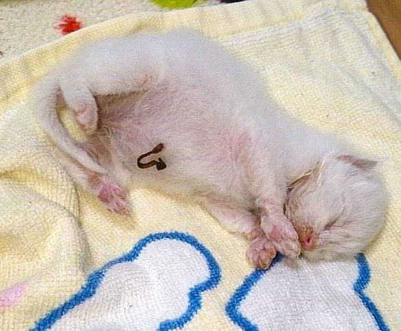 飼い主さんと出会った頃のミーさん