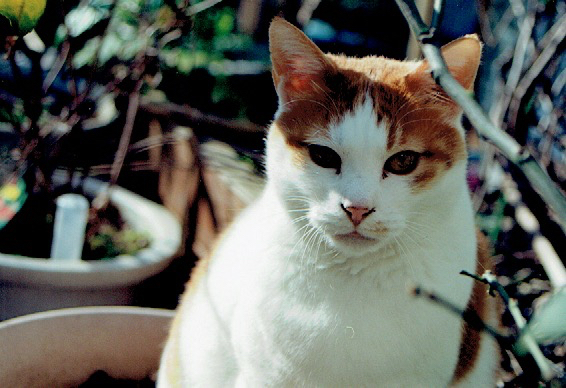 私にとって猫は肉親。家族であり、相棒