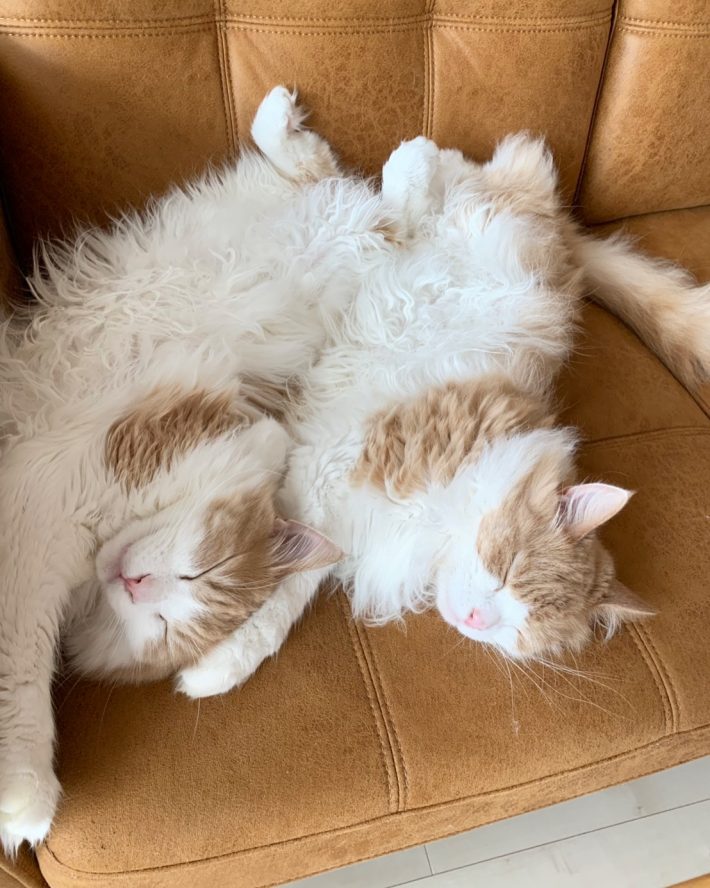 山内さんと一緒に暮らす猫たち