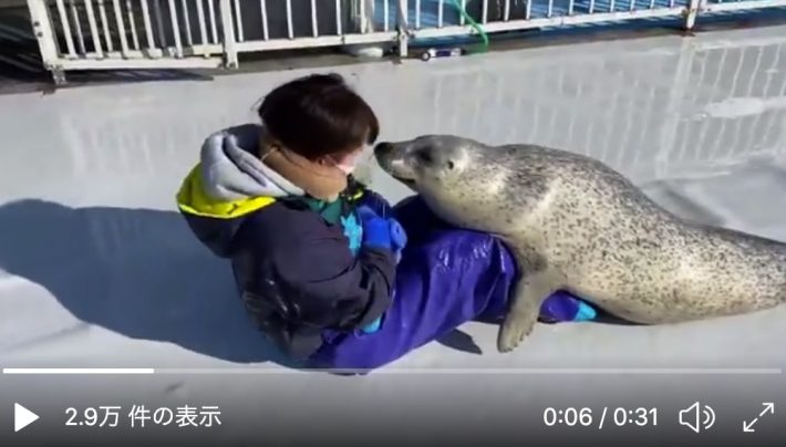 アザラシシーパラダイスTwitterより