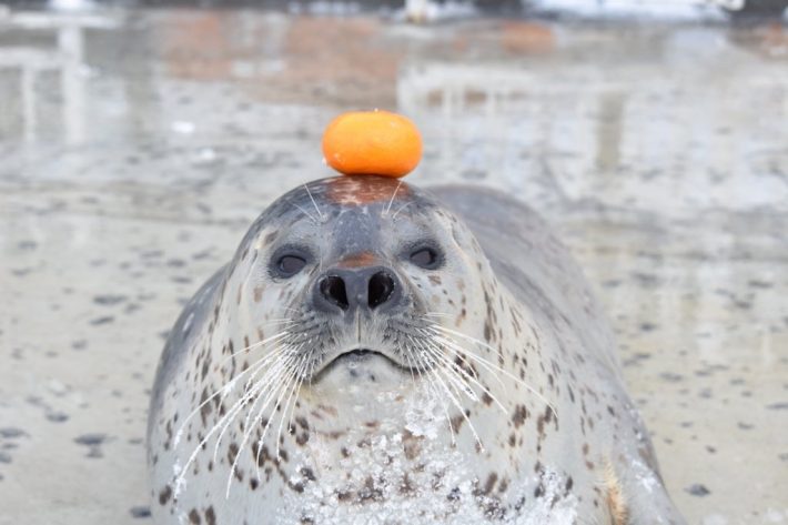 鏡餅になりきる日和ちゃん