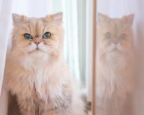 にゃんちーちゃん