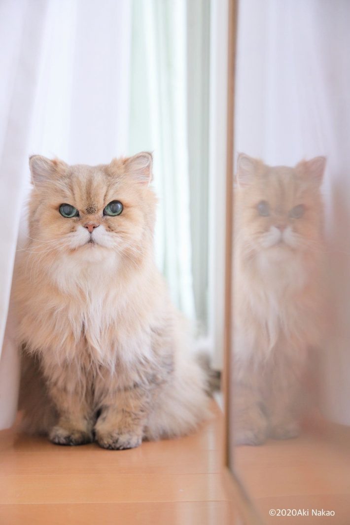 にゃんちーちゃん