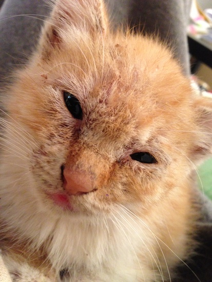 ぐっぴー保護猫時代