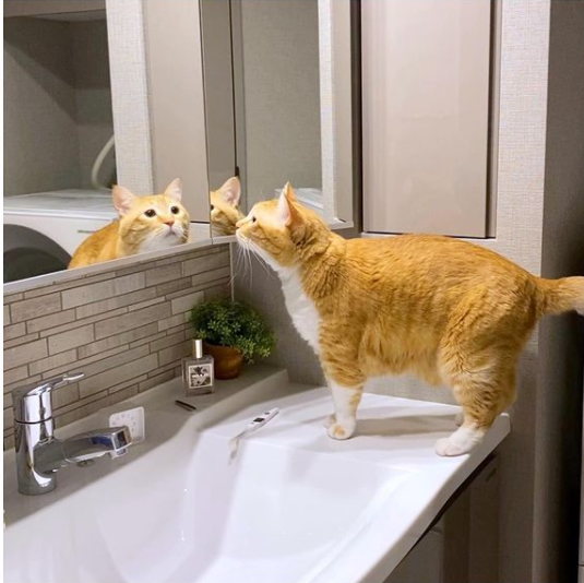 ぐっぴーダイエット成功