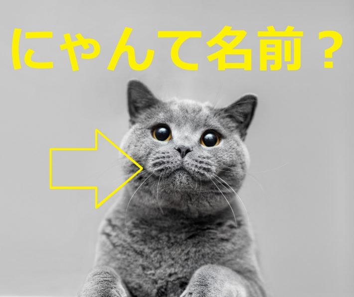 なんて名前？