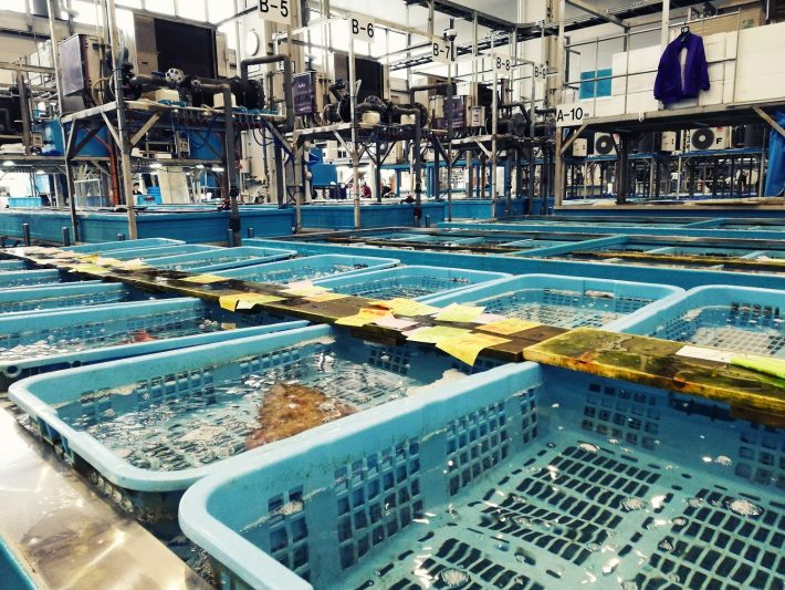 豊洲市場生け簀