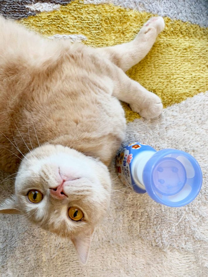 ビオレu 泡スタンプ ハンドソープ にくきゅうで出てくる マイルドシトラスの香セット