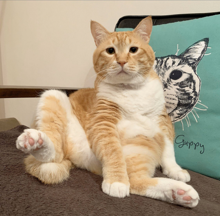 ぐっぴーお太りさま猫