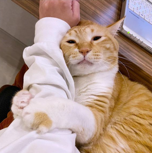 ぐっぴー成長してスター猫