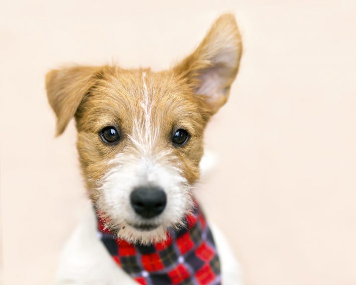 犬の耳に似ていることから「ドッグイア」と呼ばれるように