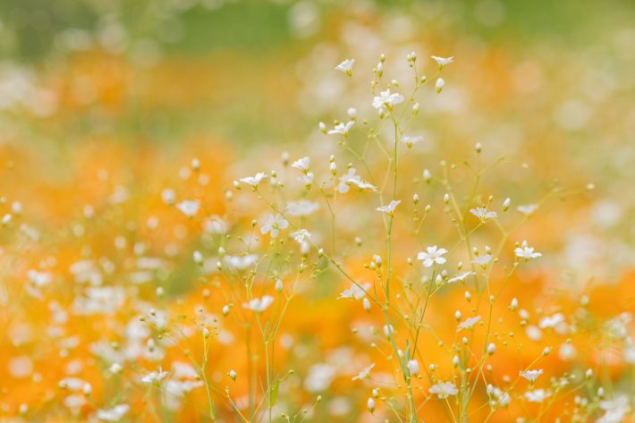 コツは脈絡のない言葉を挙げる