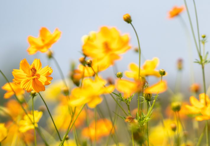 四緑木星：チャレンジ精神が発展の鍵