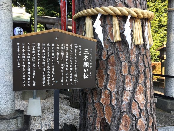 沼袋氷川神社三本願い松