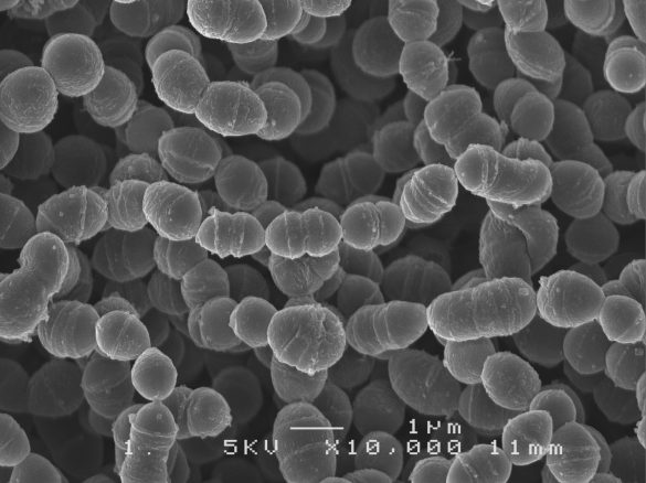 Streptococcus thermophilus