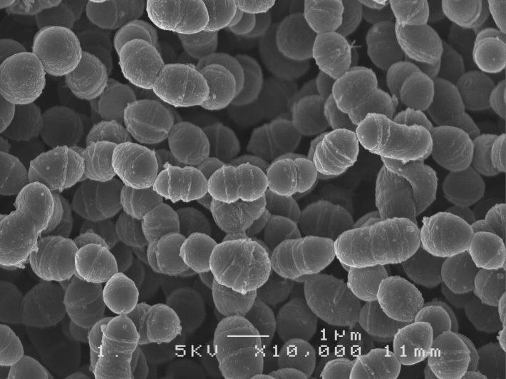 Streptococcus thermophilus