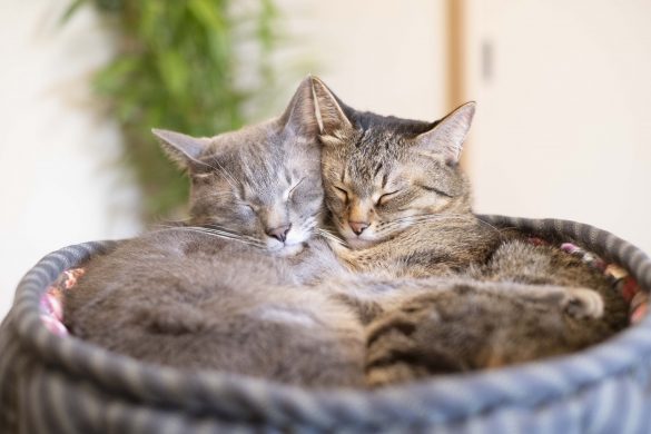 なつくん（左/4歳）とゆずちゃん（右/4歳）