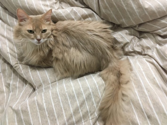 leizさんYさん夫妻の愛猫しるく（画像：「ソマリ猫そま吉のブログ」2021年01月20日投稿より）