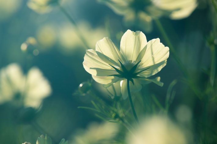 一粒万倍日(いちりゅうまんばいび)