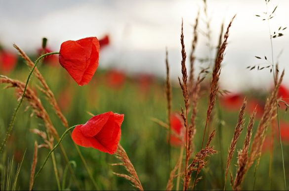 遊びのセックスは究極の共有体験