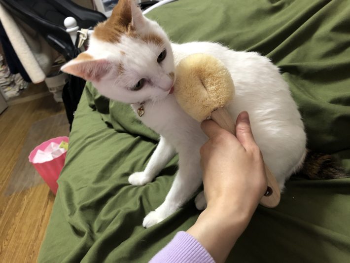 猫の舌と同じように程よい刺激があるのかも