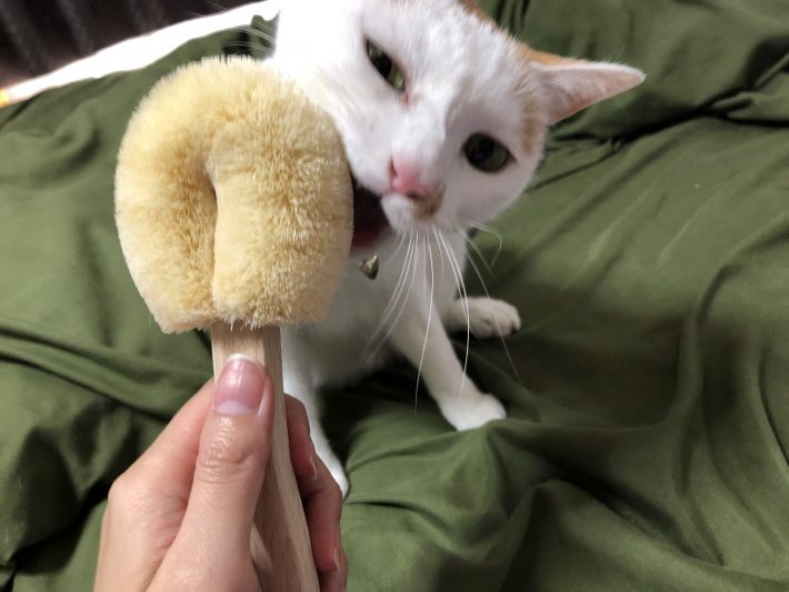 口を開けて歯ブラシ代わりにも