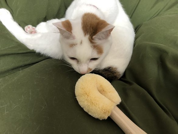 最初はクンクンとニオイをチェク