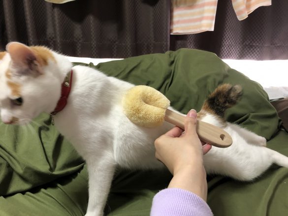 グーンと伸びをしてリラックスモード