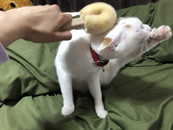 自分の脚をザリザリと舐めています