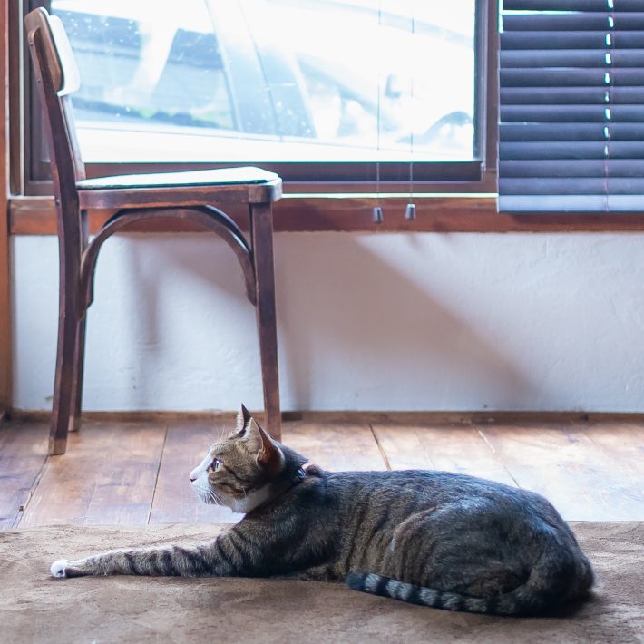 にゃんどこ４アップ