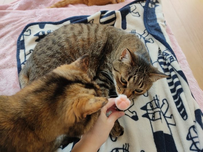 「ねこのメイクブラシ」1,210円（税込）