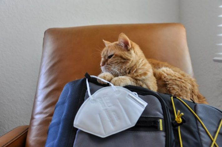 猫　マスク　コロナ