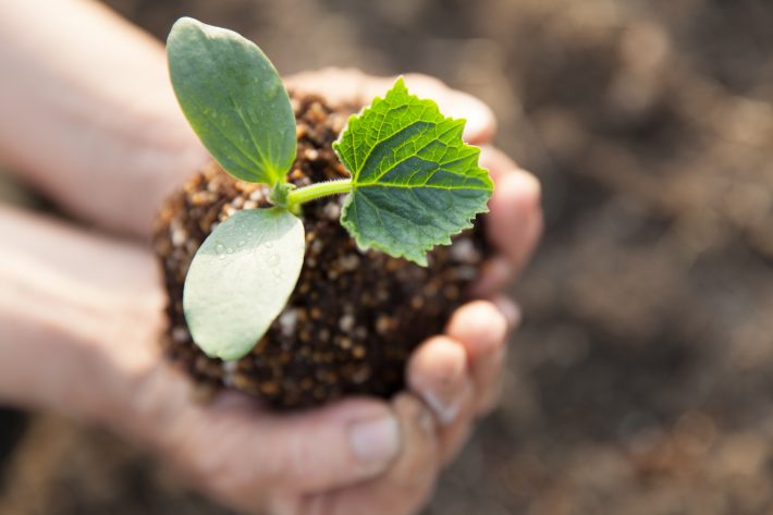 お手軽家庭菜園　