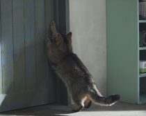 夏への扉場面写真9