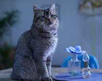 夏への扉場面写真11