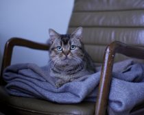 夏への扉場面写真12