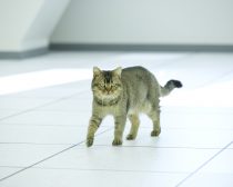 夏への扉場面写真13