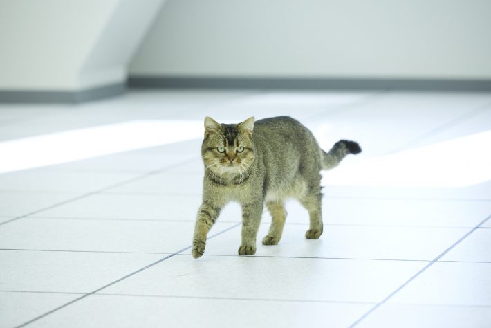 夏への扉場面写真13